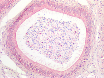 RAMA1/SKA3 Antibody