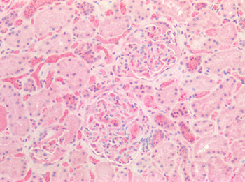 Osteonectin/SPARC Antibody