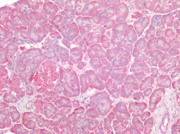 Osteonectin/SPARC Antibody