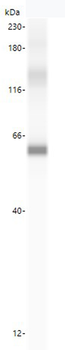 ATG16L1/ATG16L Antibody