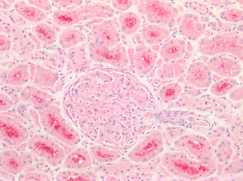 CD47 Antibody