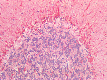 CD47 Antibody