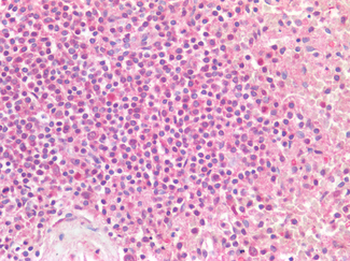 CD274/B7-H1/PD-L1 Antibody