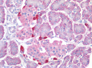 GCG/Glucagon Antibody