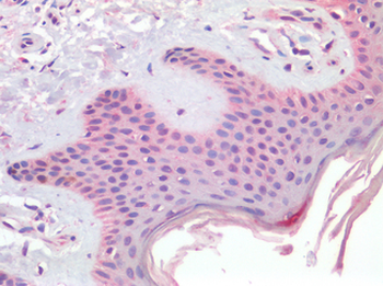 CD63 Antibody