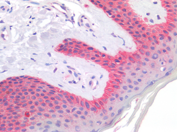 CD63 Antibody