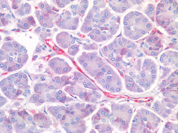 PECAM-1/CD31 Antibody