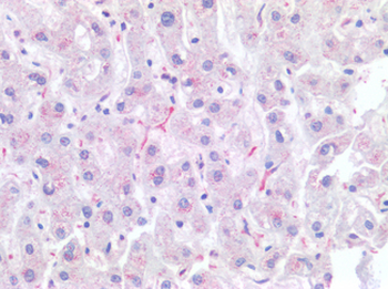 CD68 Antibody