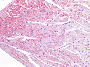 BMP4 Antibody