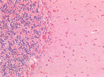 GAD1/GAD67 Antibody