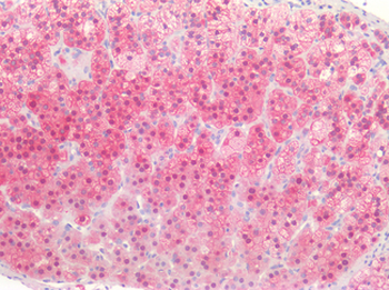 BMP2 Antibody