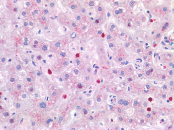 IL4 Antibody