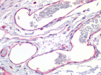 PECAM-1/CD31 Antibody