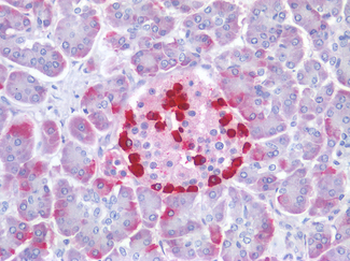 GCG/Glucagon Antibody