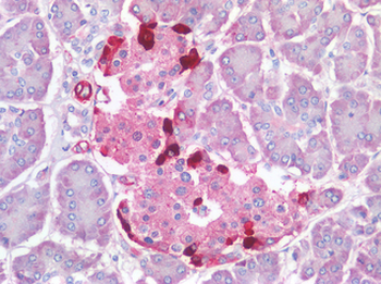 GCG/Glucagon Antibody