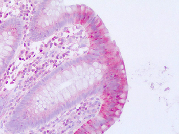 MLNR/GPR38/Motilin Receptor Antibody