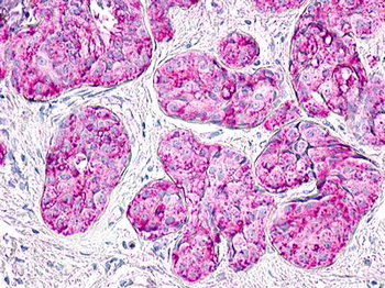 MLNR/GPR38/Motilin Receptor Antibody
