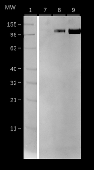 ACE2/ACE-2 Antibody