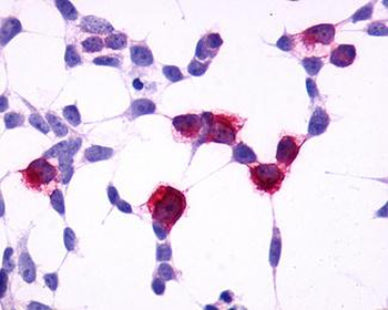 GPR4 Antibody