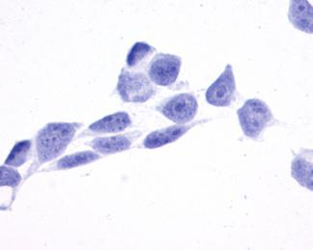TPRA1/GPR175 Antibody