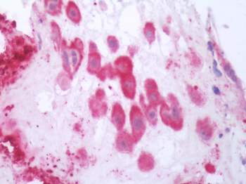 OXTR/Oxytocin Receptor Antibody