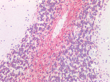 MRGPRX4/MRGX4 Antibody