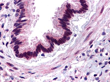 C3AR/C3a Receptor Antibody