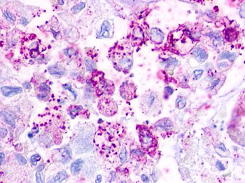 TAAR2/GPR58 Antibody