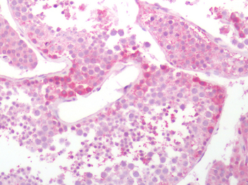 SLC7A5/CD98 Light Chain Antibody