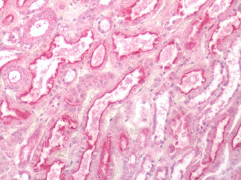 GPR84 Antibody