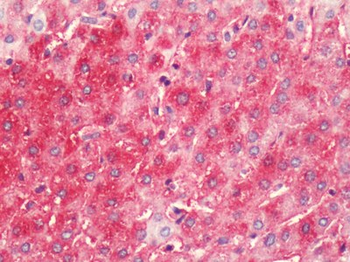 HRH4/Histamine H4 Receptor Antibody