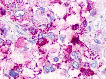 TAAR2/GPR58 Antibody