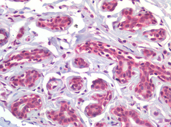 RORC/ROR Gamma Antibody