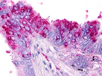 RXFP4/GPR100 Antibody