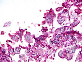 RXFP4/GPR100 Antibody