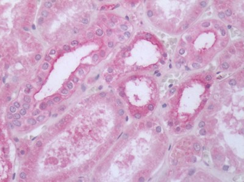 HTR1D/5-HT1D Receptor Antibody