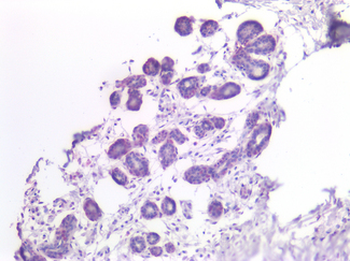 MRGPRX2/MRGX2 Antibody