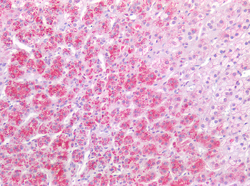 FAP Alpha Antibody