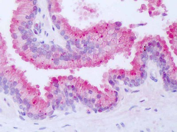 NR1D1 Antibody