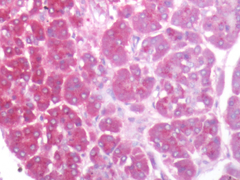 KIAA1324/maba1 Antibody