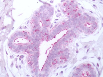 BACE1/BACE Antibody