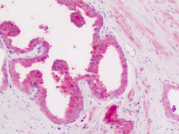 ITGAX/CD11c Antibody