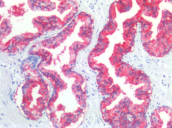 CD38 Antibody
