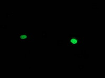 HAND1 Antibody