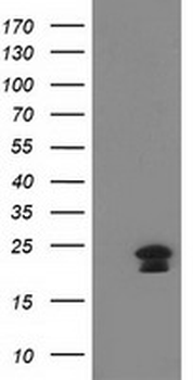 HAND1 Antibody