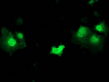 STAT5A Antibody