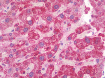 DDC/DOPA Decarboxylase Antibody