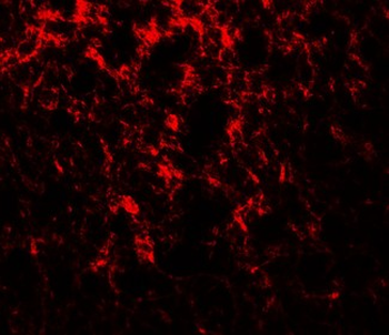 ENHO/Adropin Antibody