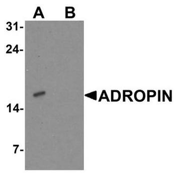ENHO/Adropin Antibody