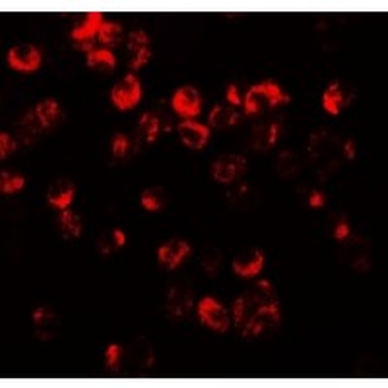 CXCR3 Antibody